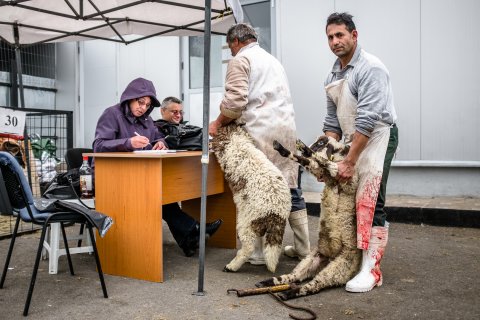 Identificarea animalelor înainte de sacrificare - Piața Apărătorii Patriei