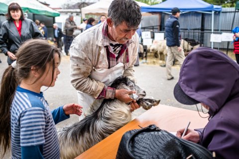 Identificarea animalelor înainte de sacrificare - Piața Apărătorii Patriei