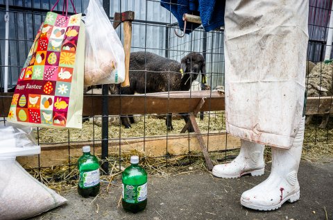 Târg de animale - Piața Apărătorii Patriei