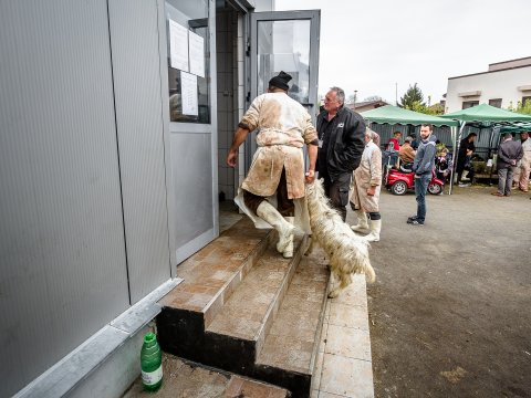 Spre sala de sacrificare - Piața Apărătorii Patriei