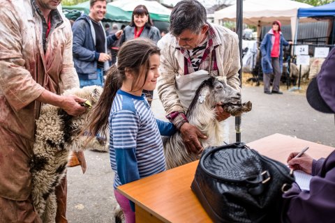 Identificarea animalelor înainte de sacrificare - Piața Apărătorii Patriei