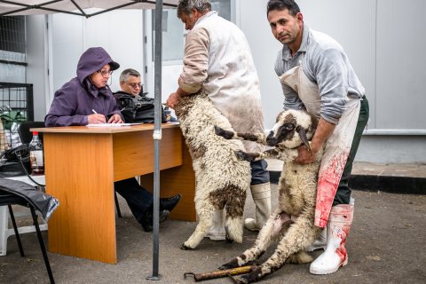 Identificarea animalelor înainte de sacrificare - Piața Apărătorii Patriei