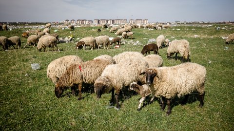 Turmă de oi - Strada Teiuș