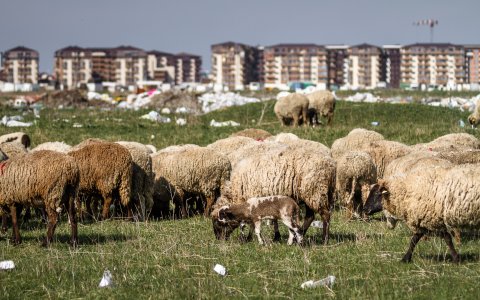 Turmă de oi - Strada Teiuș