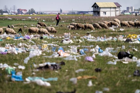 Cioban și turma de oi - Strada Teiuș