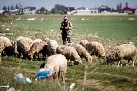 Cioban și turma de oi - Strada Teiuș