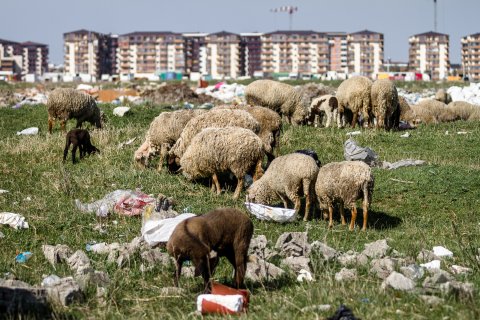 Turmă de oi - Strada Teiuș