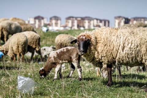 Turmă de oi - Strada Teiuș