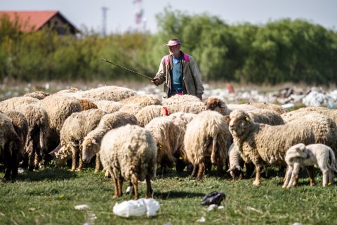 Cioban și turma de oi - Strada Teiuș