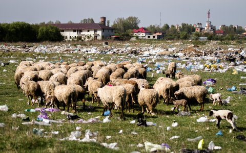 Turmă de oi - Strada Teiuș