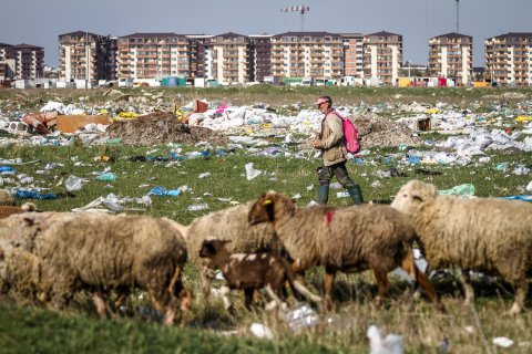 Cioban și turma de oi - Strada Teiuș