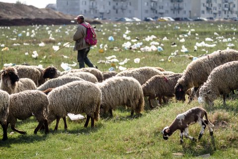 Cioban și turma de oi - Strada Teiuș