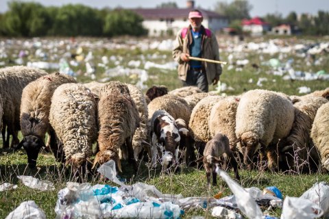 Cioban și turma de oi - Strada Teiuș