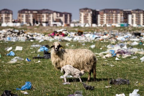 Oaie și miel - Strada Teiuș