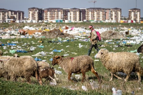 Cioban și turma de oi - Strada Teiuș