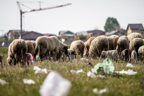 Turmă de oi - Strada Teiuș