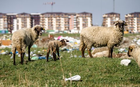 Turmă de oi - Strada Teiuș