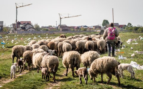 Cioban și turma de oi - Strada Teiuș