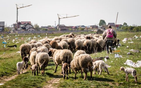 Cioban și turma de oi - Strada Teiuș