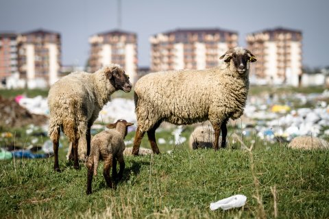 Turmă de oi - Strada Teiuș