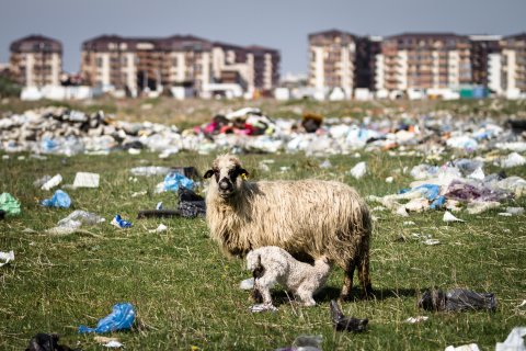 Oaie cu miel - Strada Teiuș