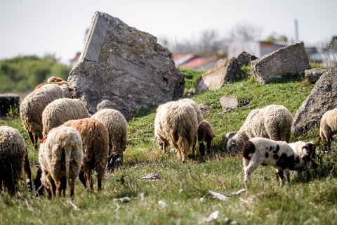 Turmă de oi - Strada Teiuș