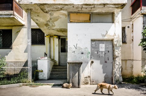 Pisici la ghenă - Șoseaua Fundeni