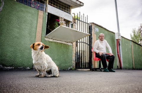 Cățelul și pisica de la prăvălie - Bulevardul Bucureștii Noi