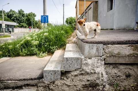 Cățel - Bulevardul Bucureștii Noi