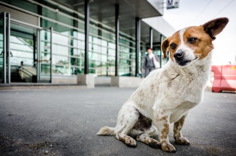 Cățel - Stația de metrou Străulești - Bulevardul Bucureștii Noi