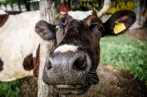 Vaca - Bulevardul Laminorului