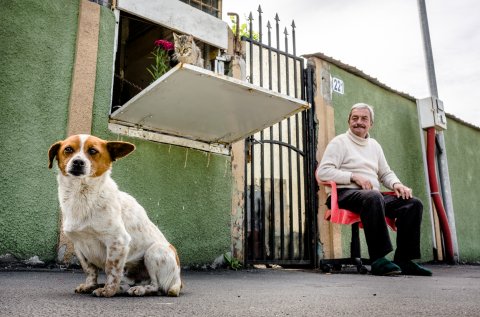 Cățel la prăvălie - Bulevardul Bucureștii Noi