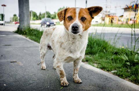 Cățel - Bulevardul Bucureștii Noi