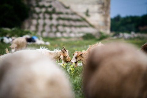 Oi - Canalul Bucuresti-Dunare