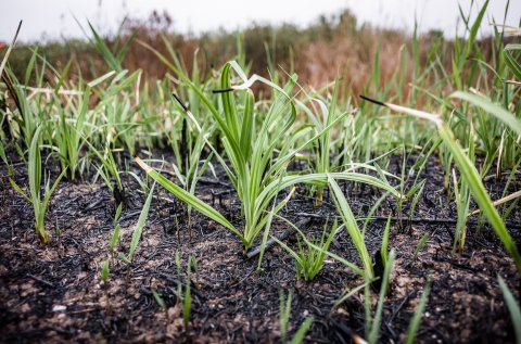 Urmele unui incendiu - Parcul Natural Văcărești