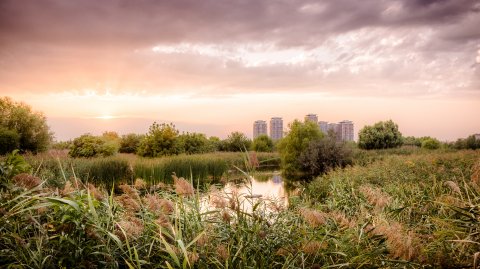 Apus - Parcul Natural Văcărești