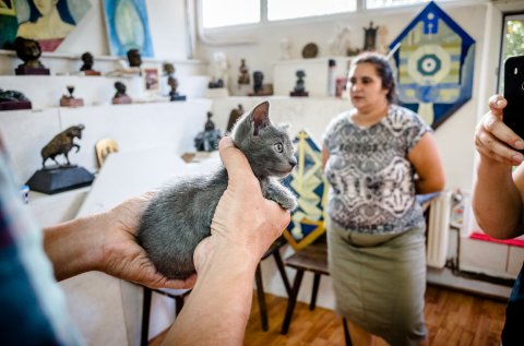Pisica - Combinatul Fondului Plastic - Ateliere Deschise