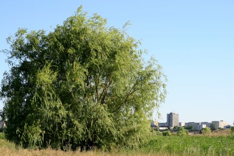 Parcul Natural Vacaresti - Delta din Bucuresti