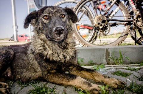 Câine din Bragadiru