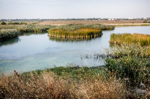 Dâmbovița înainte de Lacul Morii - Chiajna