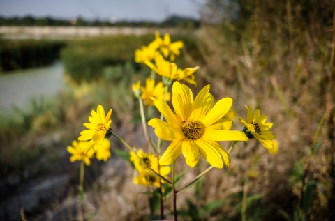 Floare lângă Dâmbovița - Chiajna