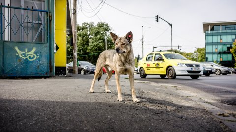 Câine - Intersecția Răzoare