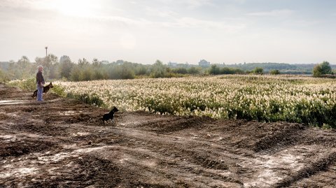 Pe lângă Dâmbovița înainte de lacul Morii - Chiajna