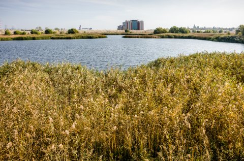 Baltă - Parcul Natural Văcărești