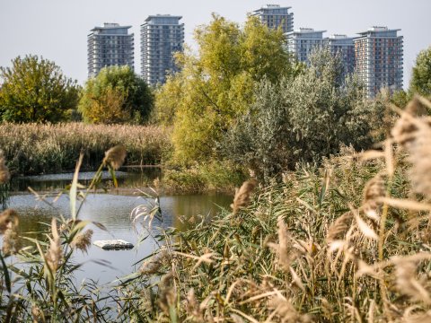 Parcul Natural Văcărești