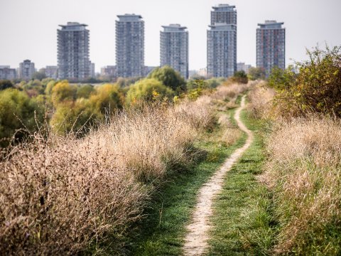 Potecă - Parcul Natural Văcărești