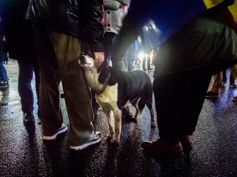 Protest împotriva corupției - Piața Victoriei