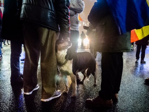 Protest împotriva corupției - Piața Victoriei