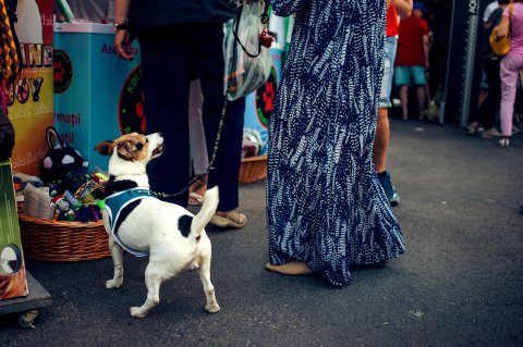 Festivalul Femei pe Matasari