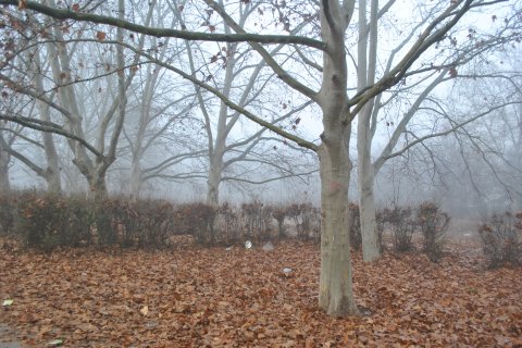 Ceata in parcul IOR